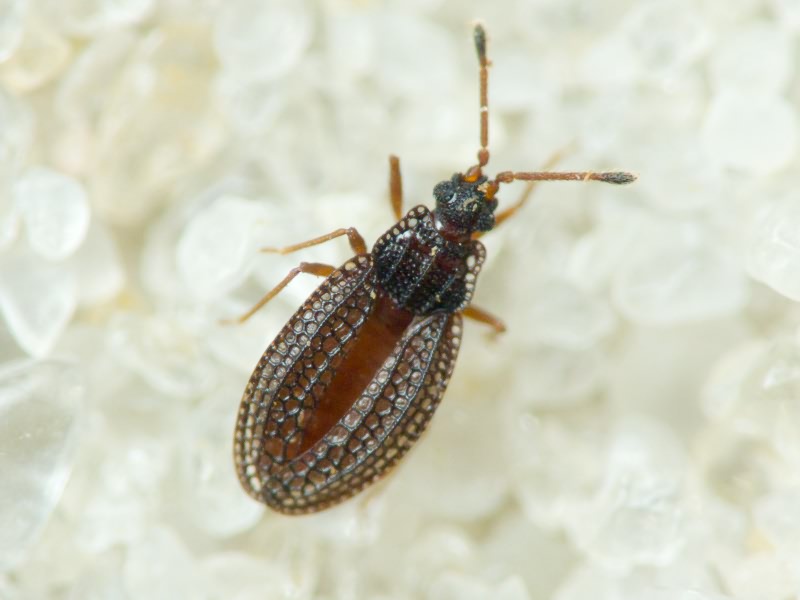 Campylosteira verna (Fallen, 1826)